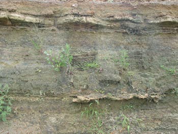 shale layer