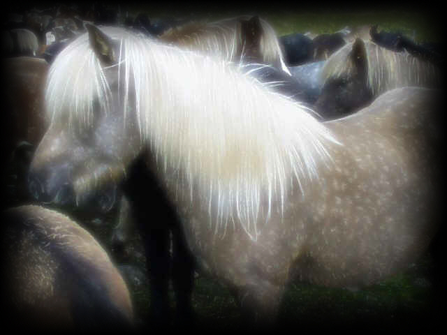 Horses In Iceland