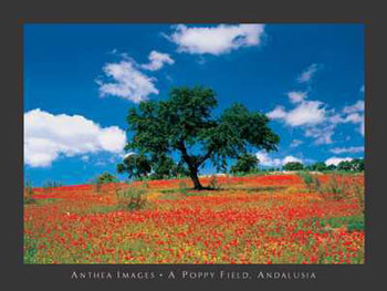 Andalusia Poppy Field