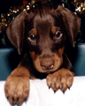 dobepup1.JPG.gif