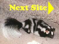 surf on over the rings next site!