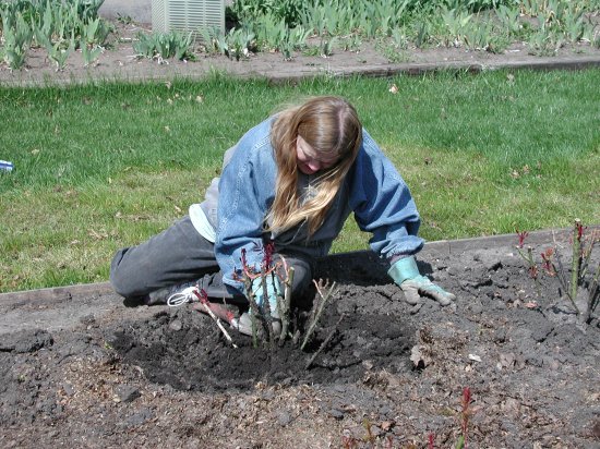 MaryAnn uncovering the dirt from a rosebush
