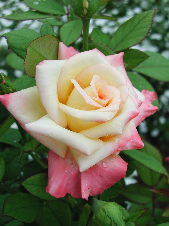 Diana, Princess of Wales