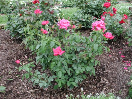 Miss All American Beauty