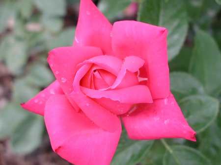 Miss All American Beauty