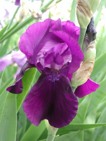 Melissa's dark purple no  name