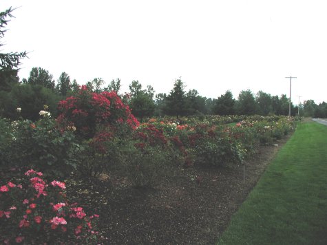 Heirloom Rose Gardens