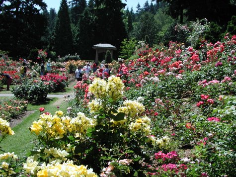 International Rose Test Gardens