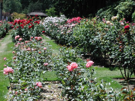International Rose Test Gardens