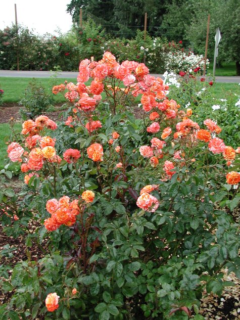 Oranges and Lemons rosebush at Heirloom Gardens