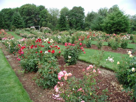 Heirloom Rose Gardens
