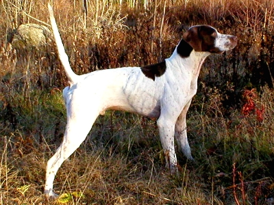 Wynot Ace owned and handled by Andy Cook