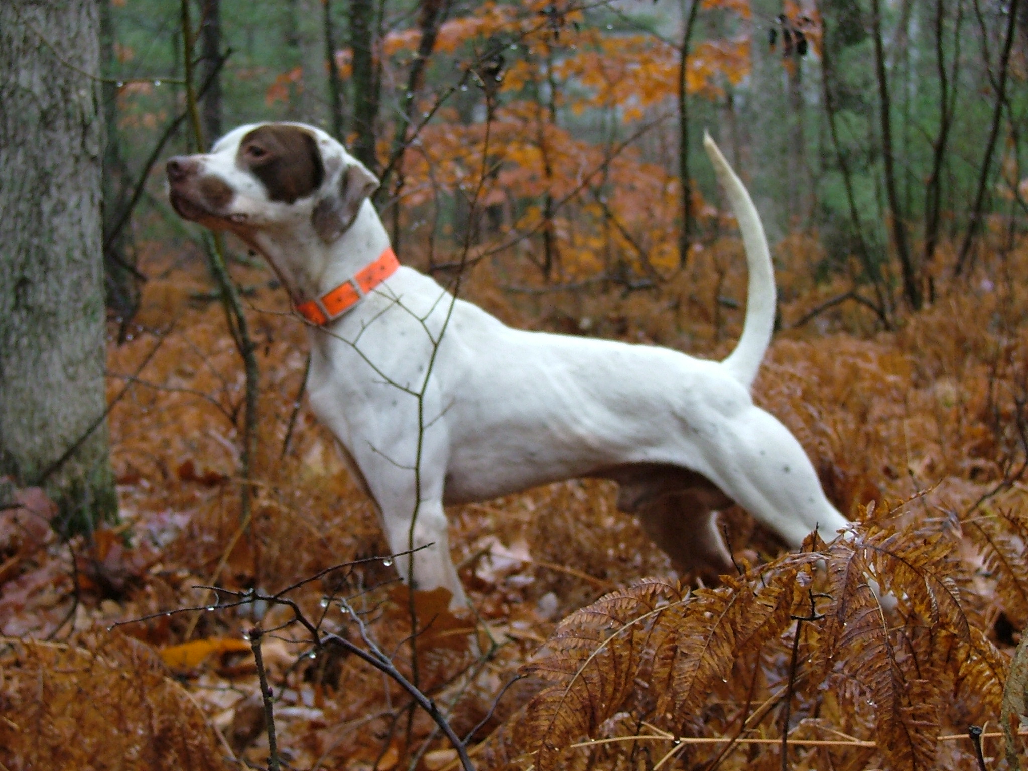 Modaka's Jazzy Jeff owned by Roger Bryant and handled by Vance Butler