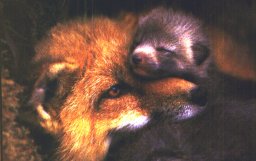 Compas~1.jpg (10724 bytes)