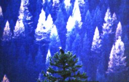 Leader~1.jpg (13704 bytes)