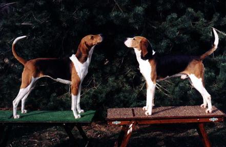 Rebel and Gr. Ch. 'PR' Warbonnet Miss Tammy