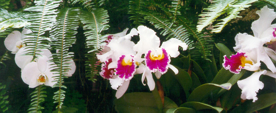 Gorgeous flowers from Longwood Gardens.