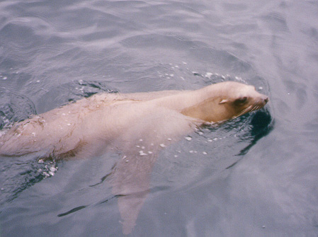 A very curious sea lion that Omar named Fluffy.