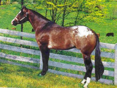 A Special Dream - Appaloosa stallion