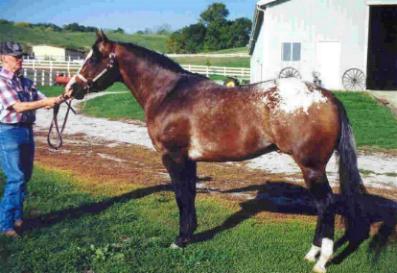 A Special Dream - Appaloosa Stallion