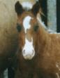 Foal photo
