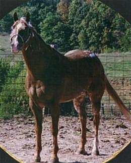 UR Goin Grand - Appaloosa stallion