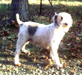 Ravenwood's Tin Lizzie, AKC Wire Hair Fox Terrier