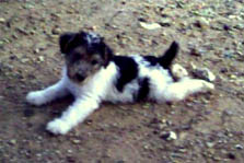 Wire Hair Fox Terrier puppy all tired out from playing