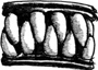 Teeth