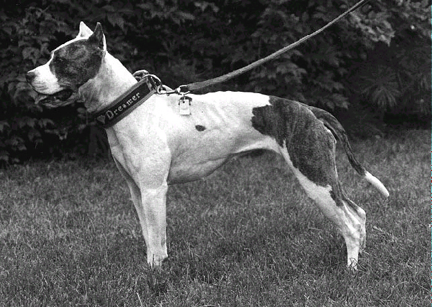 ThunderMaker's Thunder Dreamer