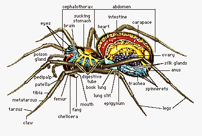 Spider Anatomy: The Different Parts Of A Spider