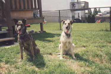 Woof Woof we are sisters