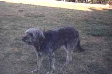 I am their big  brother