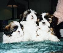 3 Puppies