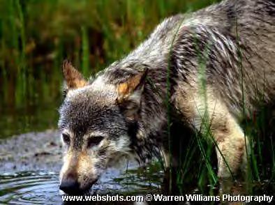 Wolf at the Stream of Knowledge