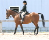 <h5><b>Nichole does it all in the show arena!