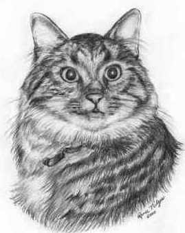 Portrait of Rebel the Cat