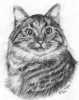 Cat portrait thumbnail
