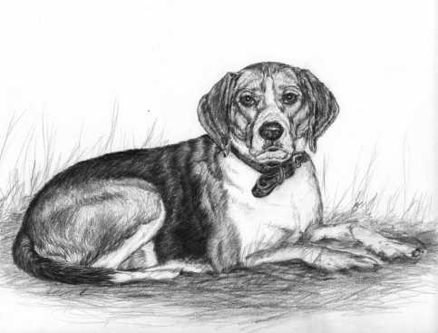 Portrait of Sherman.