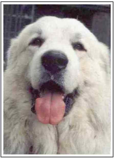 TROOPER.jpg (24322 bytes)