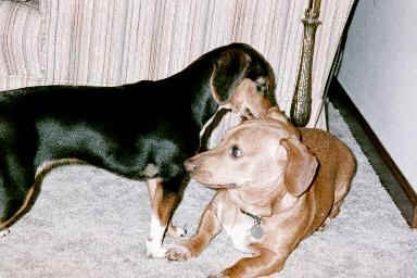 bnc10a.jpg (13747 bytes)