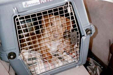 bnc14a.jpg (17376 bytes)