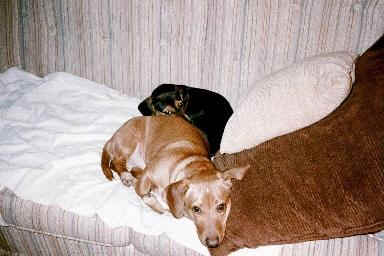 bnc17.jpg (12769 bytes)