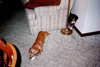 bnc21.jpg (13194 bytes)