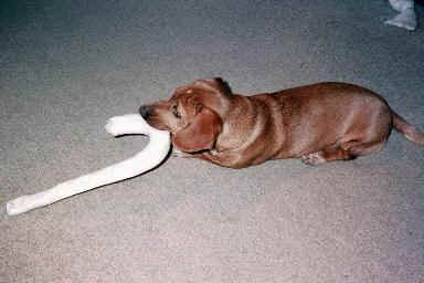 bnc23.jpg (10635 bytes)