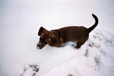 bnc28.jpg (7167 bytes)