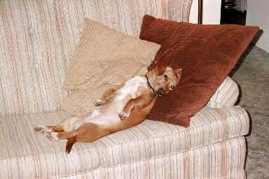 bnc32.jpg (13254 bytes)