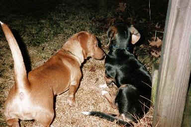 bnc36.jpg (16139 bytes)