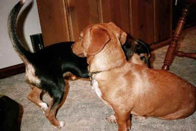 bnc38.jpg (12252 bytes)