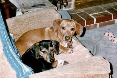 bnc42.jpg (15698 bytes)